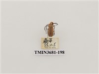 藏品(鞘翅目(1))的圖片